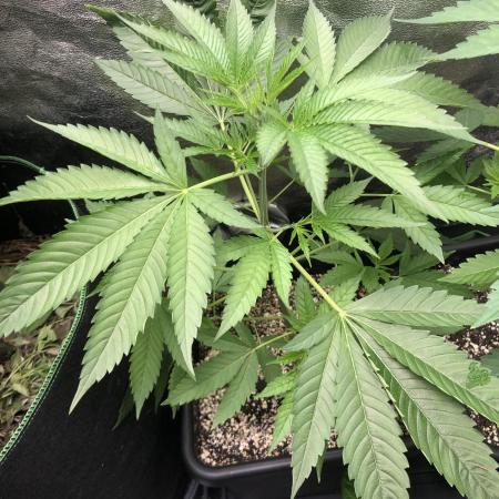 Raw Gen & Grounded Gen