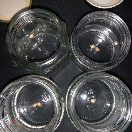 Phenohunt Raw Gen & Grounded Gen