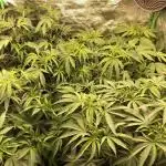 Bloom Hashrun
