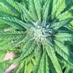 Solfire Outdoor