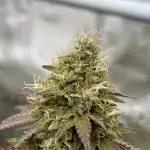 Glookies and Triple Cheese