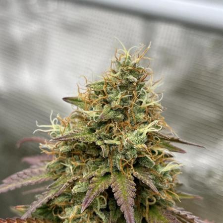 Glookies and Triple Cheese