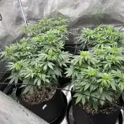 Insane OG and Dosido 33