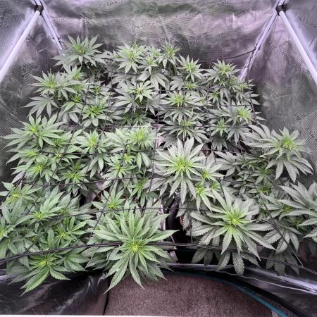 Glookies and Triple Cheese