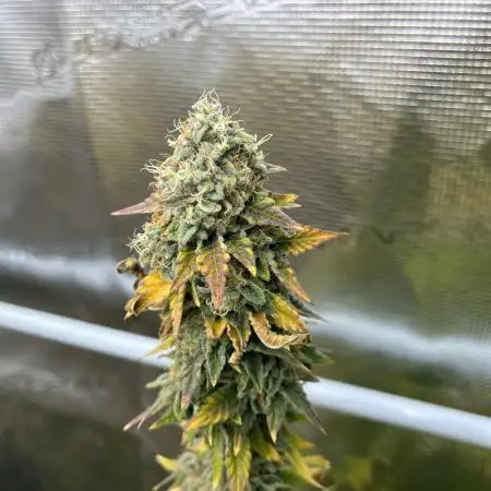 Glookies and Triple Cheese