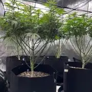 Insane OG and Dosido 33