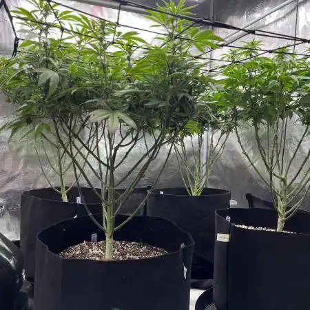 Insane OG and Dosido 33