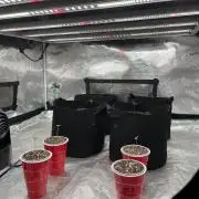 Insane OG and Dosido 33