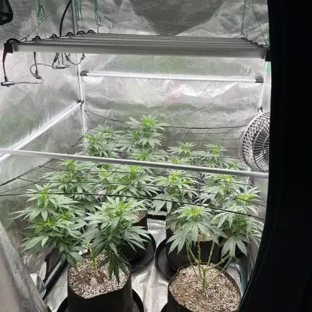 Glookies and Triple Cheese
