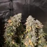 Glookies and Triple Cheese