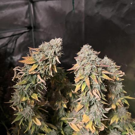 Glookies and Triple Cheese