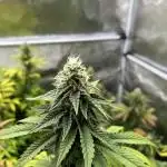 Glookies and Triple Cheese