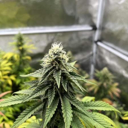 Glookies and Triple Cheese