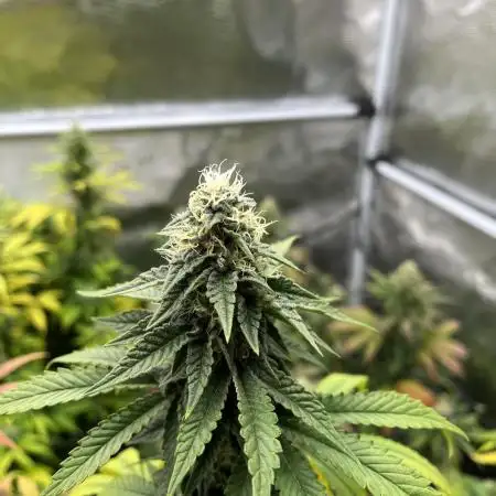 Glookies and Triple Cheese