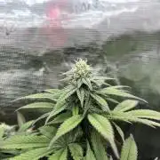 Insane OG and Dosido 33