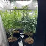 Glookies and Triple Cheese
