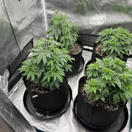 Insane OG and Dosido 33