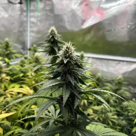 Glookies and Triple Cheese