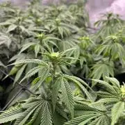 Insane OG and Dosido 33