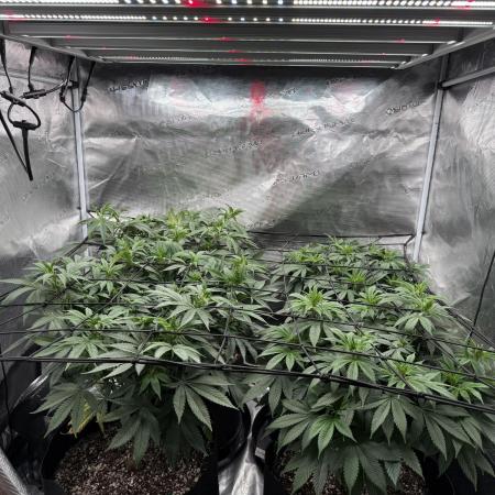 Insane OG and Dosido 33