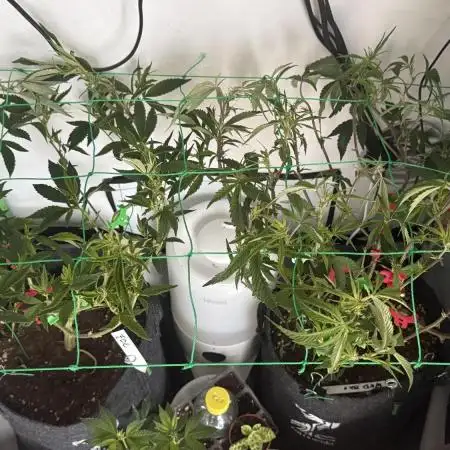 Jokerz31&Weeding Cake by Growisland.at