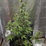 King Louis Auto