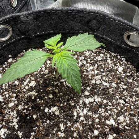 Purple Lemonade Autoflower