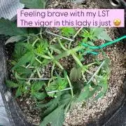 Purple Lemonade Autoflower