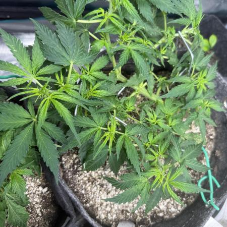 Purple Lemonade Autoflower