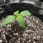 Purple Lemonade Autoflower