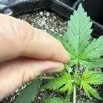 Purple Lemonade Autoflower