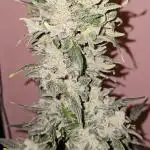 BloomCraft420 Bulk Gorilla Glue Auto