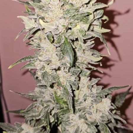 BloomCraft420 Bulk Gorilla Glue Auto