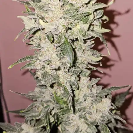 BloomCraft420 Bulk Gorilla Glue Auto