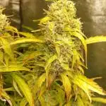 BloomCraft420 Bulk Lemon Haze Auto 20L