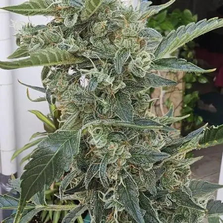 Gorilla XXL Auto 18L Deep Pot