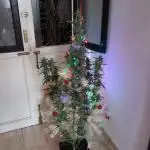 BloomCraft420 Bulk Bubble Gum Auto