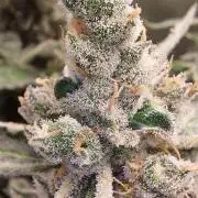 Selecting Skywalker Haze Auto