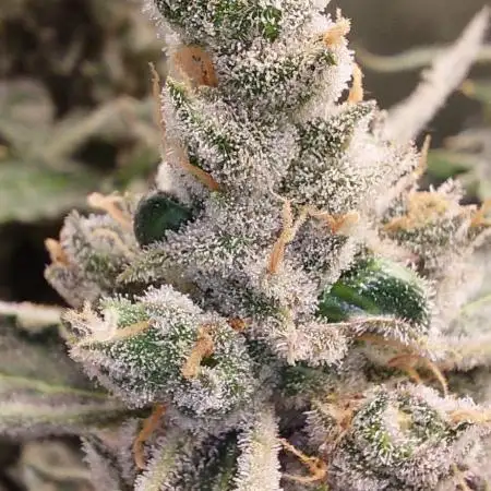 Selecting Skywalker Haze Auto