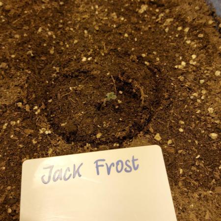 Jack Frost Widow Auto