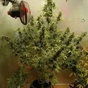 Testgrow Auto M8 S1 XXL