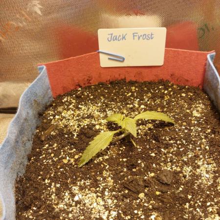 Jack Frost Widow Auto