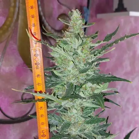 BloomCraft420 Bulk - Gorilla Glue Auto