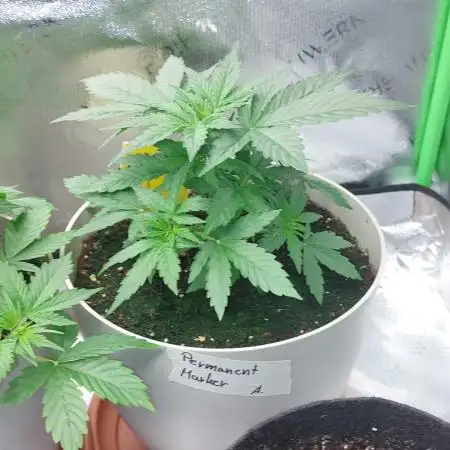 Inglorious Bastard Auto