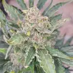 BloomCraft420 Bulk Cristal Candy