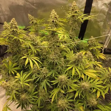 Clone plus 1