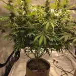 Clone plus 1