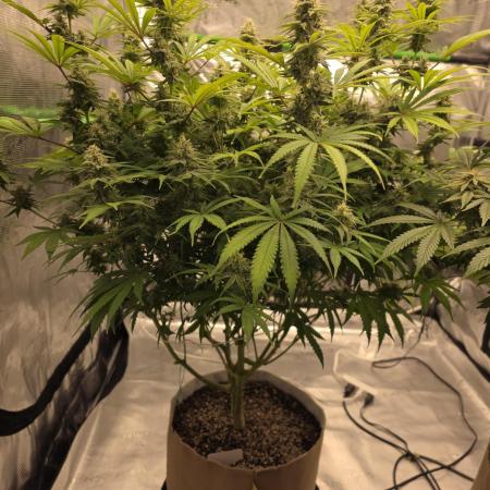Clone plus 1