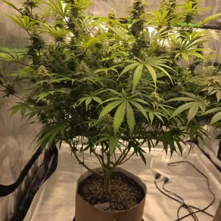 Clone plus 1