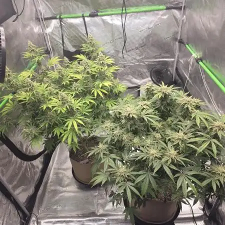 Clone plus 1